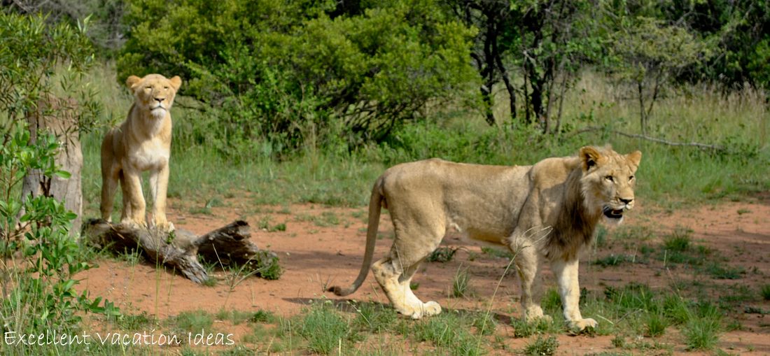 Walk with Lions in South Africa - Puncture and Carly hanging out looking for more treats