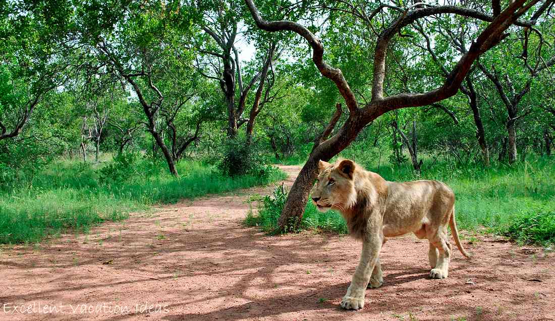 Puncture looking for another treat during the Walk with Lions Tour