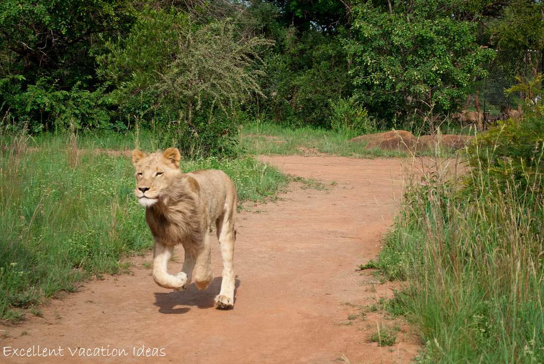 Here comes Puncture a 14th Month Old Lion that walked with us