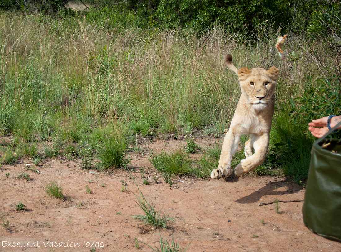 Carly the female lion that walked with us....