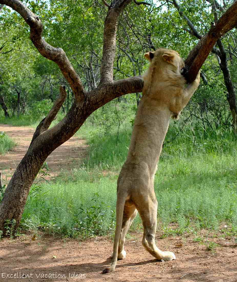 Look how tall I am? Walking with Lions